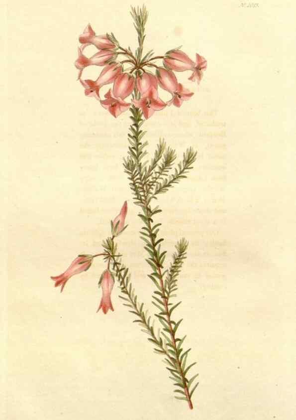 Reproducción/Reproduction 48782663046: The botanical cabinet. London :John & Arthur Arch ...,1817-1833.. 