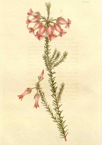 Reproducción/Reproduction 48782663046: The botanical cabinet. London :John & Arthur Arch ...,1817-1833.. 