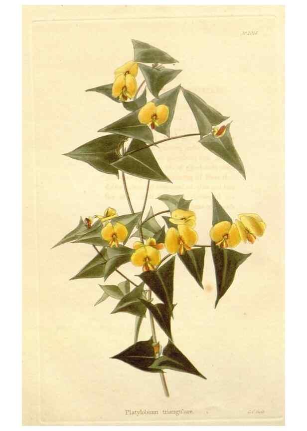 Reproducción/Reproduction 48782663321: The botanical cabinet. London :John & Arthur Arch ...,1817-1833.. 
