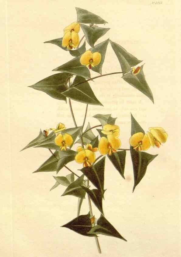 Reproducción/Reproduction 48782663321: The botanical cabinet. London :John & Arthur Arch ...,1817-1833.. 