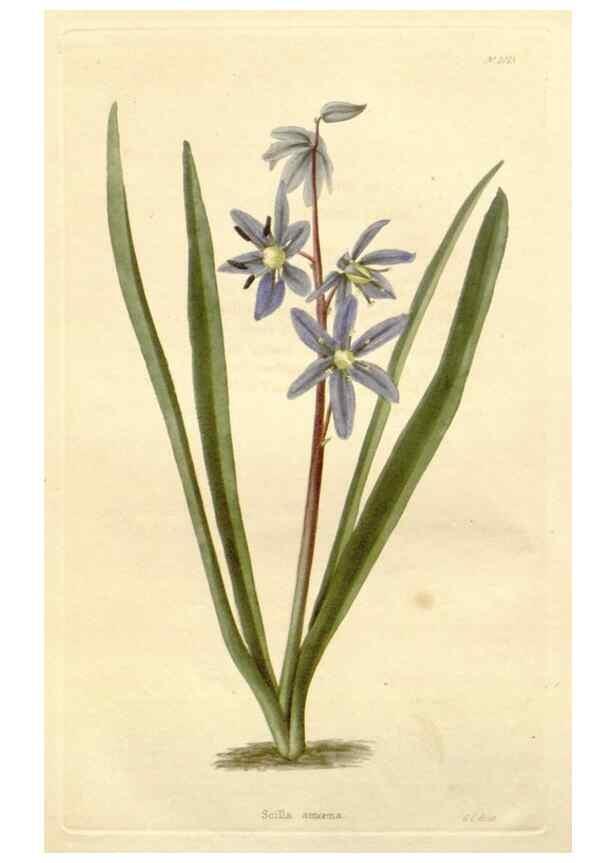 Reproducción/Reproduction 48782299753: The botanical cabinet. London :John & Arthur Arch ...,1817-1833.. 