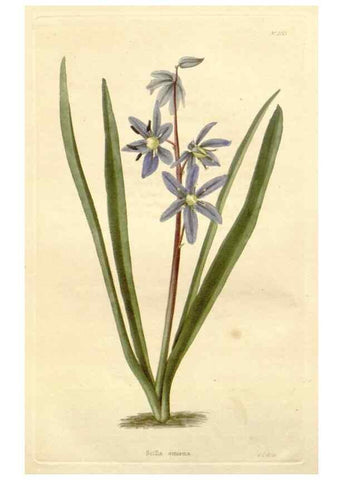 Reproducción/Reproduction 48782299753: The botanical cabinet. London :John & Arthur Arch ...,1817-1833.. 