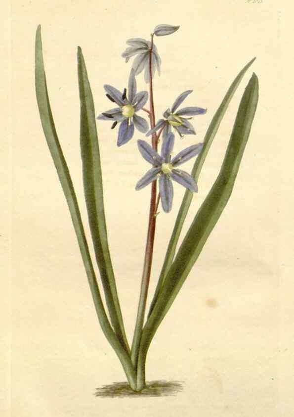 Reproducción/Reproduction 48782299753: The botanical cabinet. London :John & Arthur Arch ...,1817-1833.. 