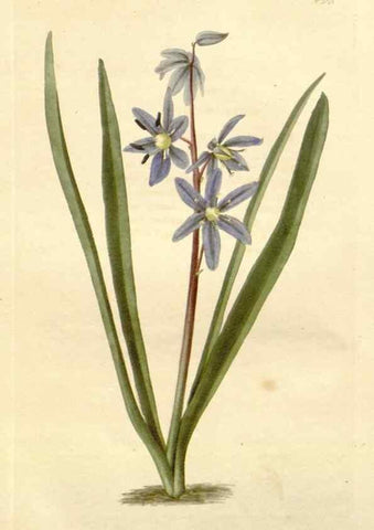 Reproducción/Reproduction 48782299753: The botanical cabinet. London :John & Arthur Arch ...,1817-1833.. 