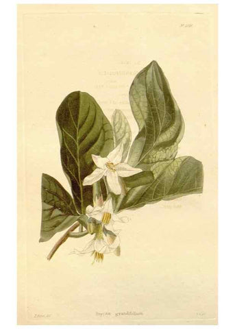 Reproducción/Reproduction 48782300043: The botanical cabinet. London :John & Arthur Arch ...,1817-1833.. 