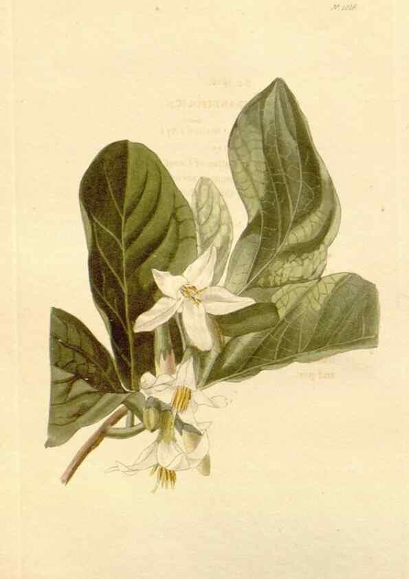 Reproducción/Reproduction 48782300043: The botanical cabinet. London :John & Arthur Arch ...,1817-1833.. 