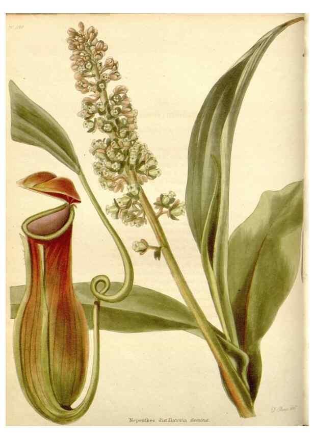 Reproducción/Reproduction 48782300573: The botanical cabinet. London :John & Arthur Arch ...,1817-1833.. 