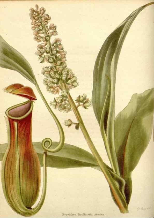 Reproducción/Reproduction 48782300573: The botanical cabinet. London :John & Arthur Arch ...,1817-1833.. 