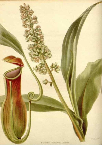 Reproducción/Reproduction 48782300573: The botanical cabinet. London :John & Arthur Arch ...,1817-1833.. 
