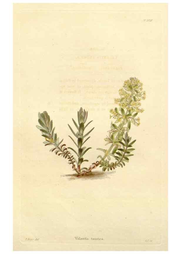 Reproducción/Reproduction 48782665446: The botanical cabinet. London :John & Arthur Arch ...,1817-1833.. 