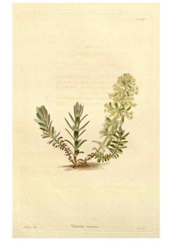 Reproducción/Reproduction 48782665446: The botanical cabinet. London :John & Arthur Arch ...,1817-1833.. 
