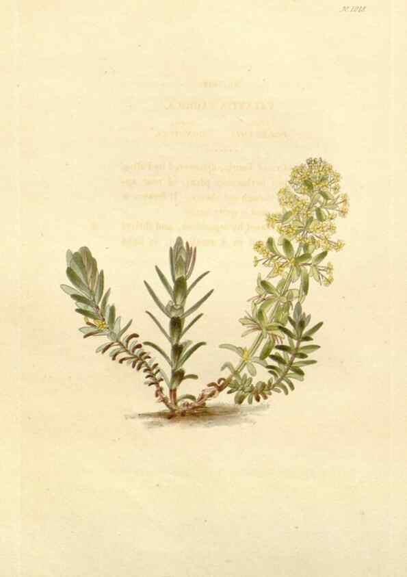 Reproducción/Reproduction 48782665446: The botanical cabinet. London :John & Arthur Arch ...,1817-1833.. 