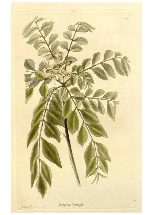 Reproducción/Reproduction 48782301758: The botanical cabinet. London :John & Arthur Arch ...,1817-1833.. 