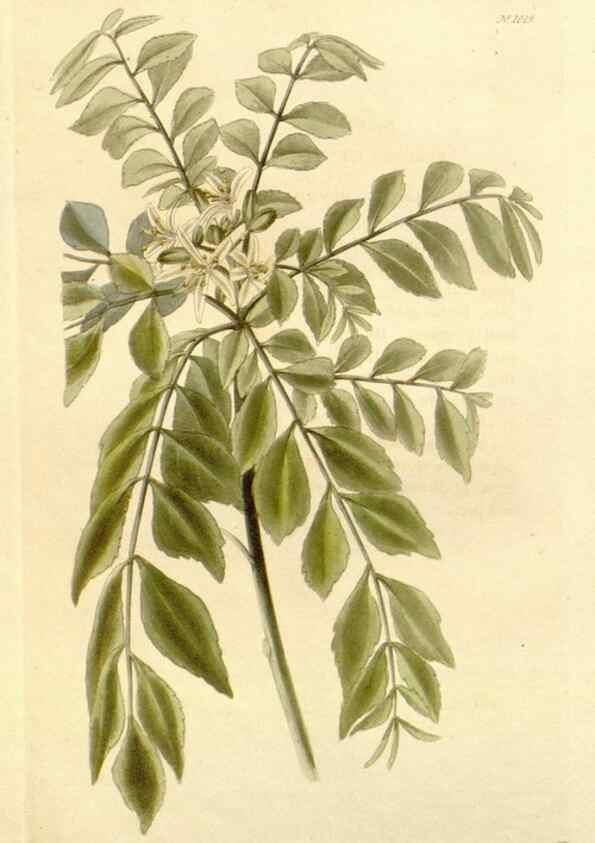 Reproducción/Reproduction 48782301758: The botanical cabinet. London :John & Arthur Arch ...,1817-1833.. 