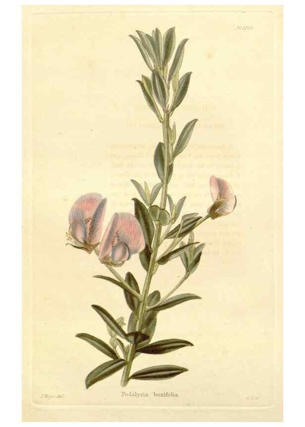 Reproducción/Reproduction 48782835017: The botanical cabinet. London :John & Arthur Arch ...,1817-1833.. 