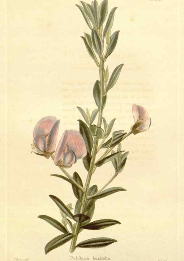 Reproducción/Reproduction 48782835017: The botanical cabinet. London :John & Arthur Arch ...,1817-1833.. 