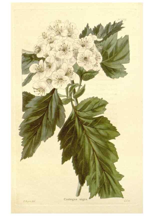 Reproducción/Reproduction 48782835402: The botanical cabinet. London :John & Arthur Arch ...,1817-1833.. 
