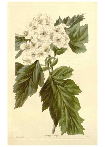Reproducción/Reproduction 48782835402: The botanical cabinet. London :John & Arthur Arch ...,1817-1833.. 