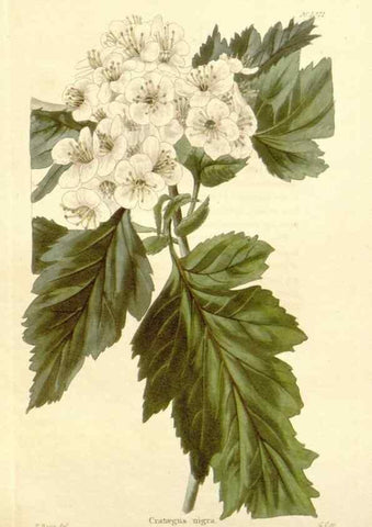 Reproducción/Reproduction 48782835402: The botanical cabinet. London :John & Arthur Arch ...,1817-1833.. 