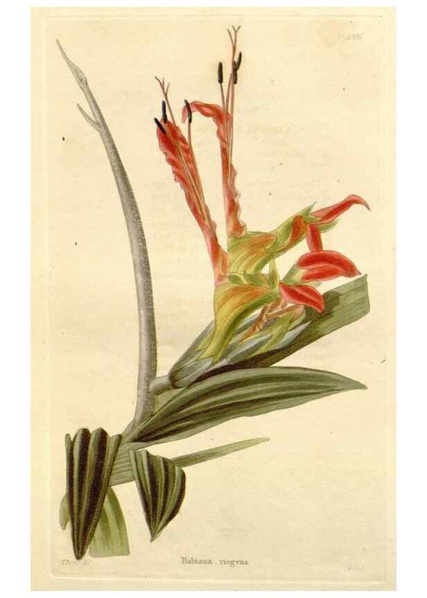 Reproducción/Reproduction 48782660421: The botanical cabinet. London :John & Arthur Arch ...,1817-1833.. 