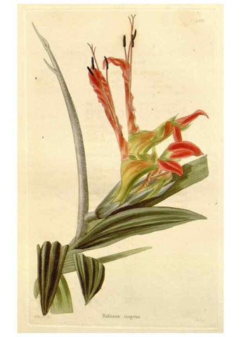 Reproducción/Reproduction 48782660421: The botanical cabinet. London :John & Arthur Arch ...,1817-1833.. 