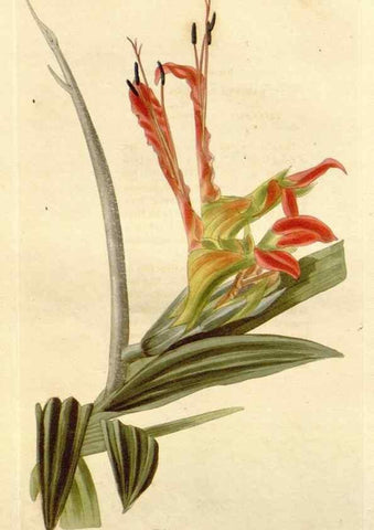 Reproducción/Reproduction 48782660421: The botanical cabinet. London :John & Arthur Arch ...,1817-1833.. 