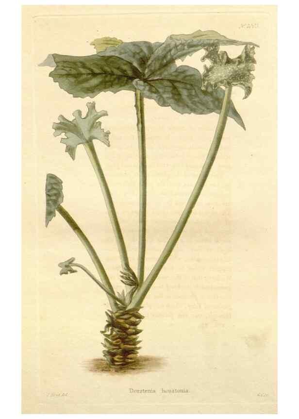 Reproducción/Reproduction 48782295758: The botanical cabinet. London :John & Arthur Arch ...,1817-1833.. 