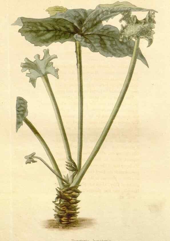 Reproducción/Reproduction 48782295758: The botanical cabinet. London :John & Arthur Arch ...,1817-1833.. 