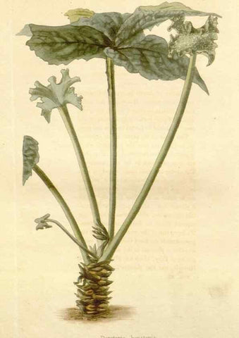 Reproducción/Reproduction 48782295758: The botanical cabinet. London :John & Arthur Arch ...,1817-1833.. 