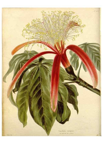 Reproducción/Reproduction 48782828052: The botanical cabinet. London :John & Arthur Arch ...,1817-1833.. 