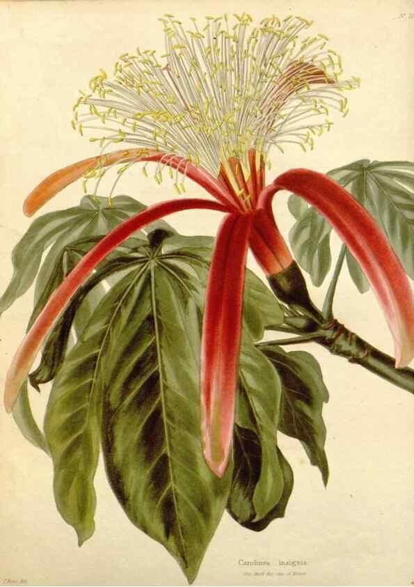 Reproducción/Reproduction 48782828052: The botanical cabinet. London :John & Arthur Arch ...,1817-1833.. 