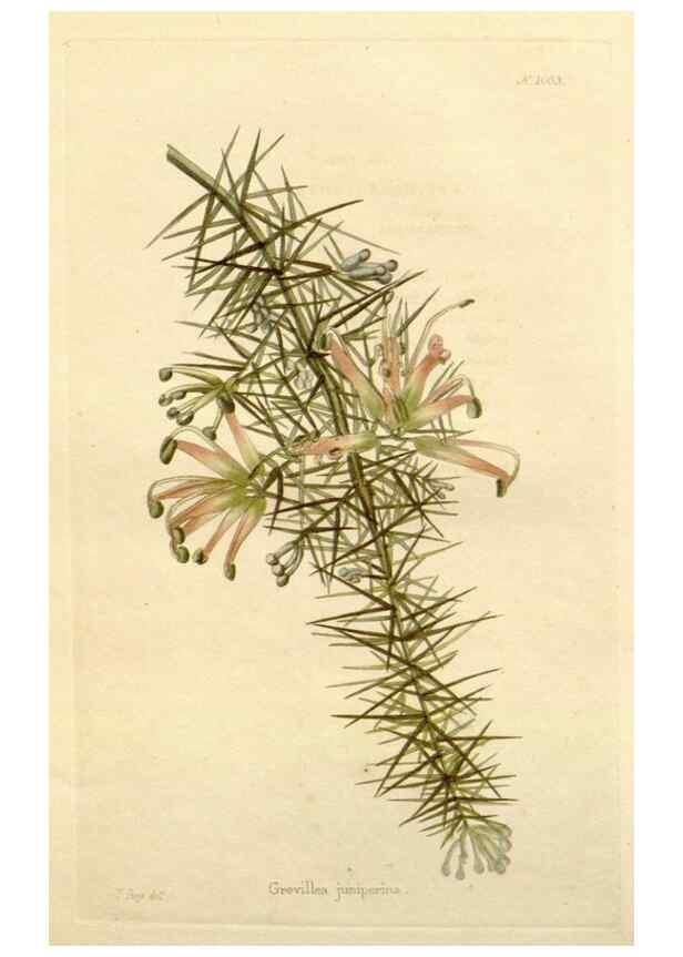 Reproducción/Reproduction 48782827787: The botanical cabinet. London :John & Arthur Arch ...,1817-1833.. 