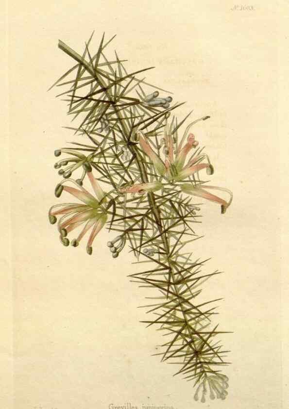 Reproducción/Reproduction 48782827787: The botanical cabinet. London :John & Arthur Arch ...,1817-1833.. 