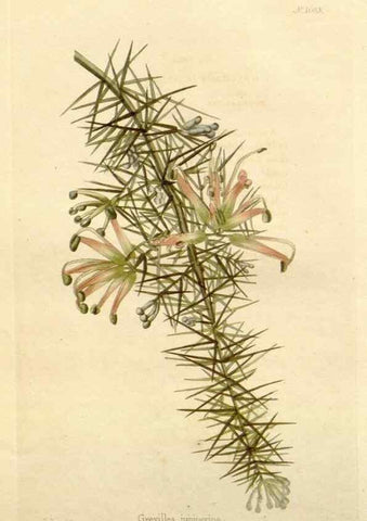Reproducción/Reproduction 48782827787: The botanical cabinet. London :John & Arthur Arch ...,1817-1833.. 