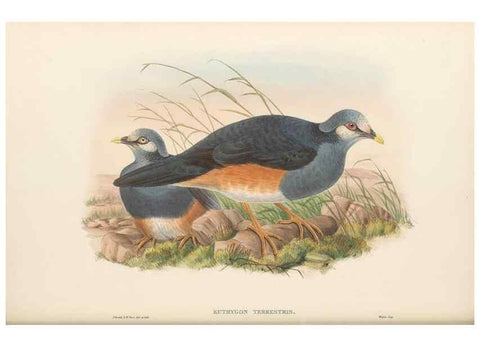 Reproducción/Reproduction 48766116813: The birds of New Guinea and the adjacent Papuan islands. London :Henry Sotheran & Co.,1875-1888.. 