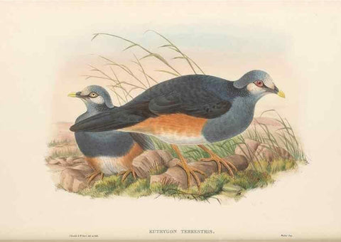 Reproducción/Reproduction 48766116813: The birds of New Guinea and the adjacent Papuan islands. London :Henry Sotheran & Co.,1875-1888.. 