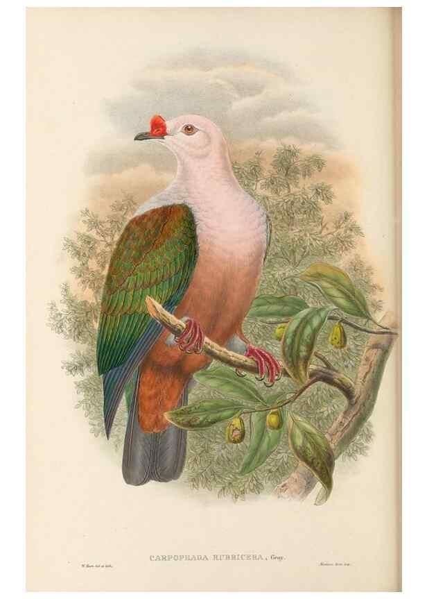 Reproducción/Reproduction 48766117078: The birds of New Guinea and the adjacent Papuan islands. London :Henry Sotheran & Co.,1875-1888.. 
