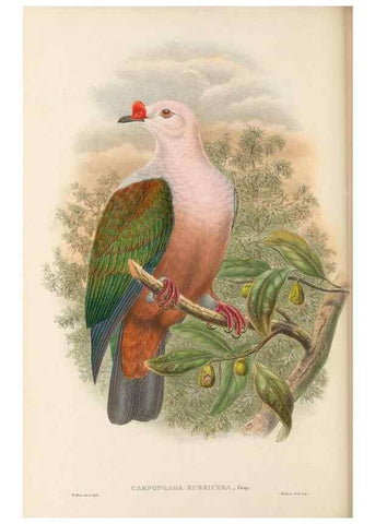 Reproducción/Reproduction 48766117078: The birds of New Guinea and the adjacent Papuan islands. London :Henry Sotheran & Co.,1875-1888.. 