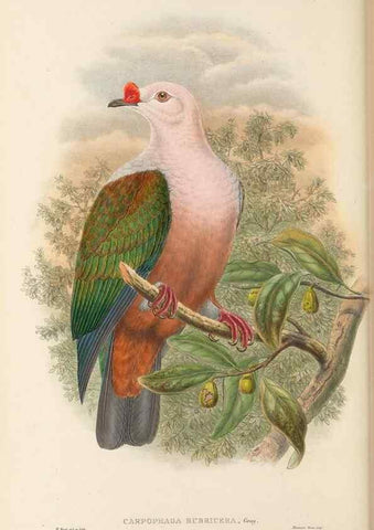 Reproducción/Reproduction 48766117078: The birds of New Guinea and the adjacent Papuan islands. London :Henry Sotheran & Co.,1875-1888.. 