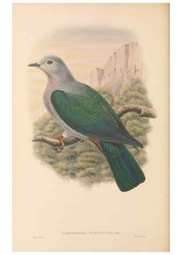 Reproducción/Reproduction 48766449561: The birds of New Guinea and the adjacent Papuan islands. London :Henry Sotheran & Co.,1875-1888.. 
