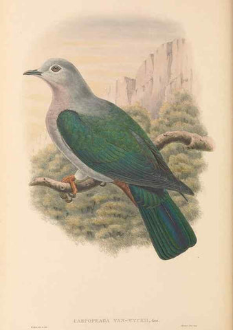 Reproducción/Reproduction 48766449561: The birds of New Guinea and the adjacent Papuan islands. London :Henry Sotheran & Co.,1875-1888.. 