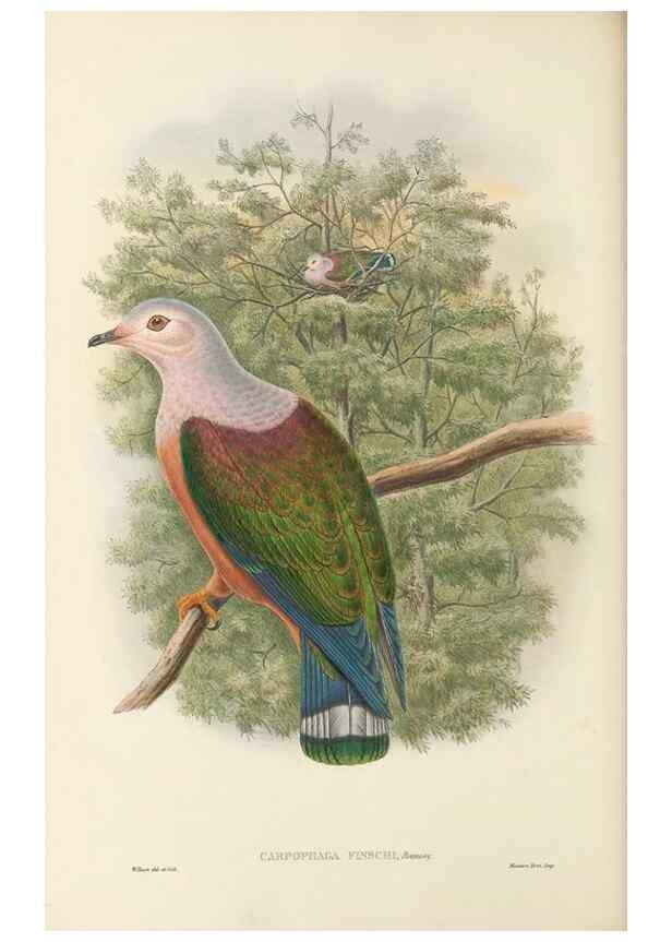 Reproducción/Reproduction 48766651867: The birds of New Guinea and the adjacent Papuan islands. London :Henry Sotheran & Co.,1875-1888.. 