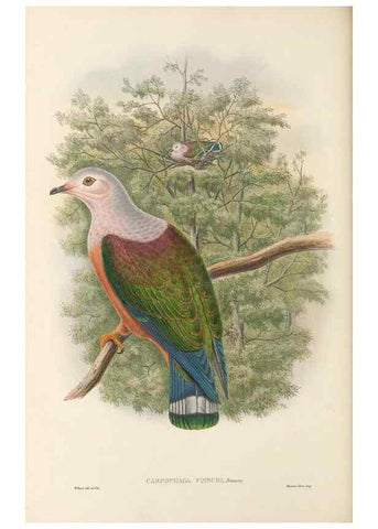 Reproducción/Reproduction 48766651867: The birds of New Guinea and the adjacent Papuan islands. London :Henry Sotheran & Co.,1875-1888.. 