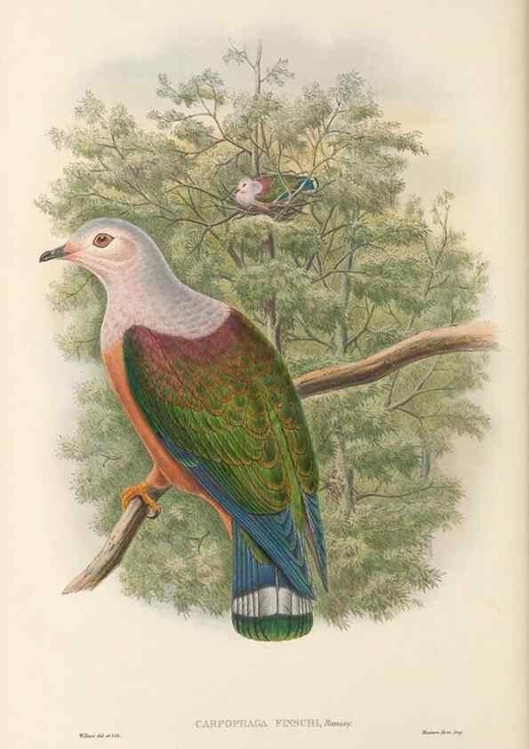 Reproducción/Reproduction 48766651867: The birds of New Guinea and the adjacent Papuan islands. London :Henry Sotheran & Co.,1875-1888.. 
