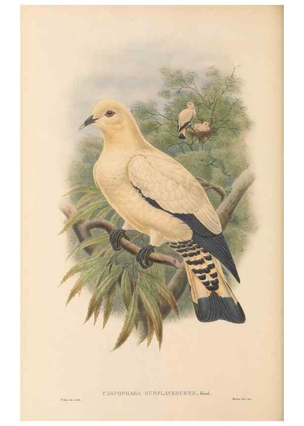 Reproducción/Reproduction 48766652172: The birds of New Guinea and the adjacent Papuan islands. London :Henry Sotheran & Co.,1875-1888.. 