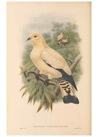 Reproducción/Reproduction 48766652172: The birds of New Guinea and the adjacent Papuan islands. London :Henry Sotheran & Co.,1875-1888.. 