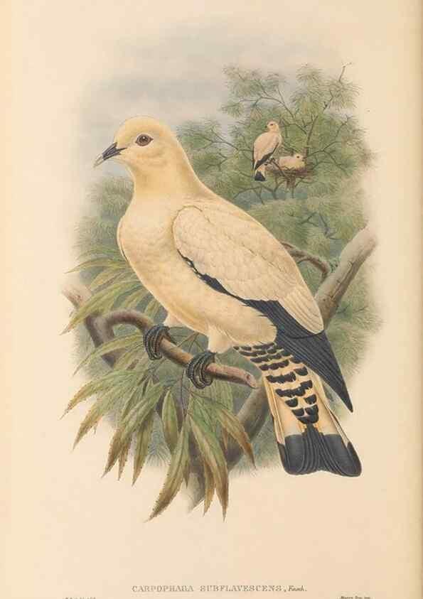 Reproducción/Reproduction 48766652172: The birds of New Guinea and the adjacent Papuan islands. London :Henry Sotheran & Co.,1875-1888.. 