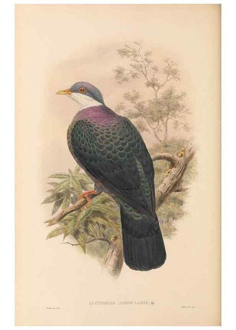 Reproducción/Reproduction 48766652462: The birds of New Guinea and the adjacent Papuan islands. London :Henry Sotheran & Co.,1875-1888.. 
