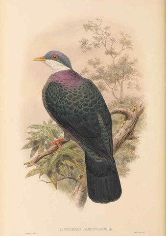 Reproducción/Reproduction 48766652462: The birds of New Guinea and the adjacent Papuan islands. London :Henry Sotheran & Co.,1875-1888.. 