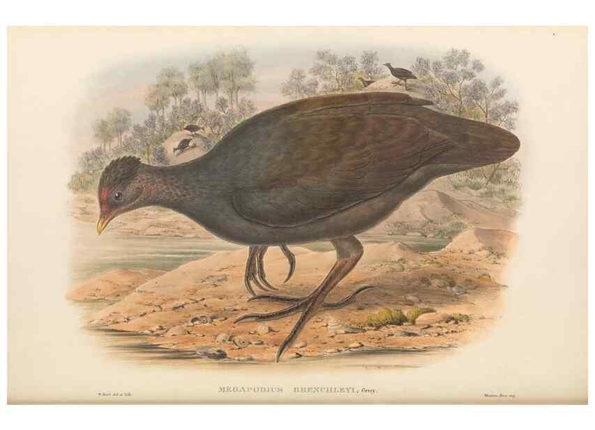 Reproducción/Reproduction 48766652787: The birds of New Guinea and the adjacent Papuan islands. London :Henry Sotheran & Co.,1875-1888.. 